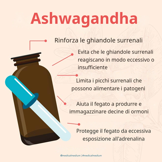 Ashwagandha, erba adattogena per stress, ghiandole surrenali e squilibri ormonali