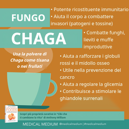 Funghi Chaga: proprietà immunostimolanti, antiossidanti e benefici per fegato e digestione