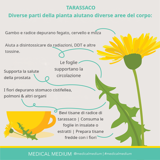 Tarassaco con radice, foglie e fiore: potente detergente per organi e sangue