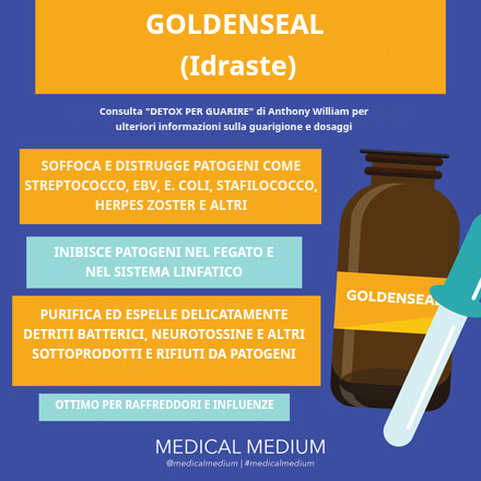 Oro sigillo: erba antibatterica che distrugge i patogeni nel fegato