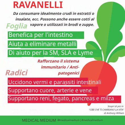 Ravanelli con le loro foglie verdi, alimento curativo ricco di zolfo e antiossidanti